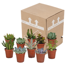 House of cactus Vetplanten mix 5.5 cm - 10x - zonder pot (8720387961818)