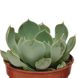 House of cactus Vetplanten mix 5.5 cm - 10x - zonder pot (8720387961818)