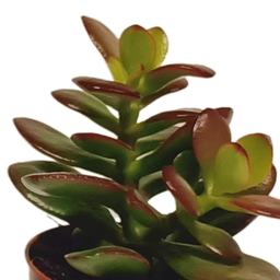 House of cactus Vetplanten mix 5.5 cm - 10x - zonder pot (8720387961818)