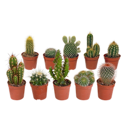 House of cactus Cactus mix 5.5 cm - 10x - zonder pot (8720387961801)