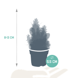 House of cactus Cactus mix 5.5 cm - 10x - zonder pot (8720387961801)