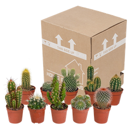 House of cactus Cactus mix 5.5 cm - 10x - zonder pot (8720387961801)