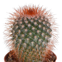 House of cactus Cactus mix 5.5 cm - 10x - zonder pot (8720387961801)