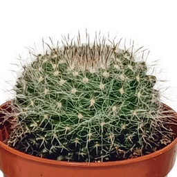 House of cactus Cactus mix 5.5 cm - 10x - zonder pot (8720387961801)