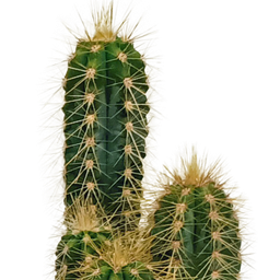 House of cactus Cactus mix 5.5 cm - 10x - zonder pot (8720387961801)
