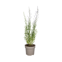 Perovskia Atriplicifolia Ø19cm - ↕50 (4250308331016)
