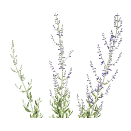 Perovskia Atriplicifolia Ø19cm - ↕50 (4250308331016)