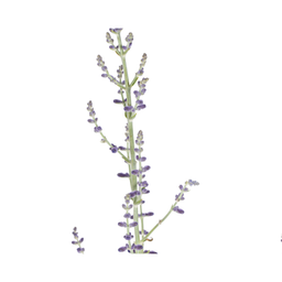 Perovskia Atriplicifolia Ø19cm - ↕50 (4250308331016)