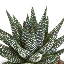 House of cactus Gasteria/Haworthia mix 8,5cm - 3x - in terracotta pot (8720387961351)