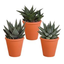 House of cactus Gasteria/Haworthia mix 8,5cm - 3x - in terracotta pot (8720387961351)