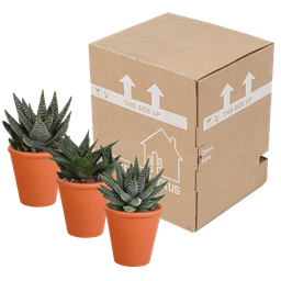 House of cactus Gasteria/Haworthia mix 8,5cm - 3x - in terracotta pot (8720387961351)