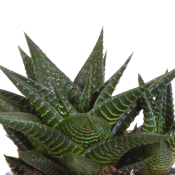 House of cactus Gasteria/Haworthia mix 8,5cm - 3x - in terracotta pot (8720387961351)