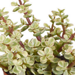 House of cactus Crassula mix 8.5 cm - 3x - in witte pot (8720618070166)