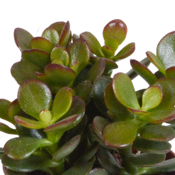 House of cactus Crassula mix 8.5 cm - 3x - in witte pot (8720618070166)