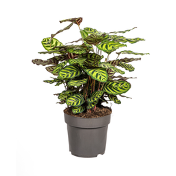 Calathea Makoyana Ø27cm - ↕60 (4250308313692)