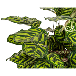 Calathea Makoyana Ø27cm - ↕60 (4250308313692)