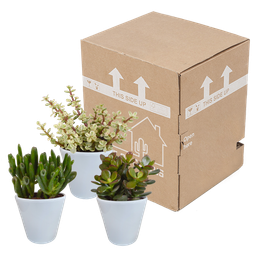 House of cactus Crassula mix 8.5 cm - 3x - in witte pot (8720618070166)