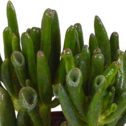 House of cactus Crassula mix 8.5 cm - 3x - in witte pot (8720618070166)
