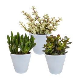 House of cactus Crassula mix 8.5 cm - 3x - in witte pot (8720618070166)