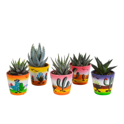 House of cactus Gasteria/Haworthia mix 5,5cm - 5x - in Mexicaanse pot (8720387961122)