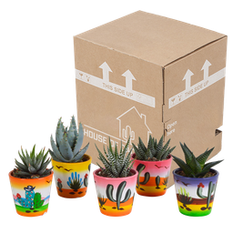 House of cactus Gasteria/Haworthia mix 5,5cm - 5x - in Mexicaanse pot (8720387961122)