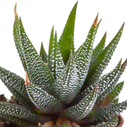 House of cactus Gasteria/Haworthia mix 5,5cm - 5x - in Mexicaanse pot (8720387961122)