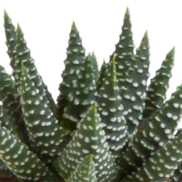 House of cactus Gasteria/Haworthia mix 5,5cm - 5x - in Mexicaanse pot (8720387961122)