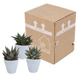 House of cactus Gasteria/Haworthia mix 8,5cm - 3x - in witte pot (8720618070180)