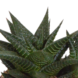 House of cactus Gasteria/Haworthia mix 8,5cm - 3x - in witte pot (8720618070180)