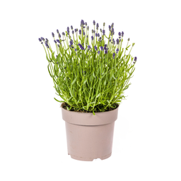 Lavandula Angustifolia Ø19cm - ↕40 (4250308309121)