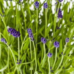 Lavandula Angustifolia Ø19cm - ↕40 (4250308309121)