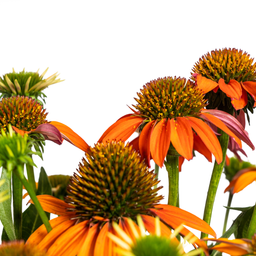 Echinacea Purpurea Orange Ø19cm - ↕60 (49988)
