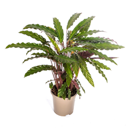 Calathea Rufibarba Ø17cm - ↕40 (4250308316457)