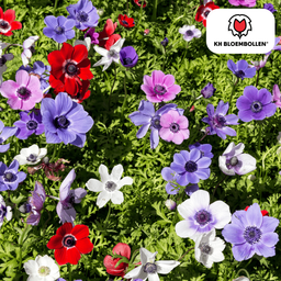 Kh bloembollen Anemonen enkel 30 stuks (51424)