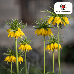Kh bloembollen Fritillaria / Keizerskroon Lutea 5 stuks (51405)