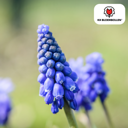 Kh bloembollen Muscari Bleu Moon 20 stuks (51413)