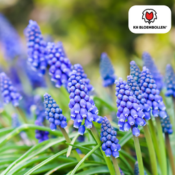 Kh bloembollen Muscari Bleu Moon 20 stuks (51413)