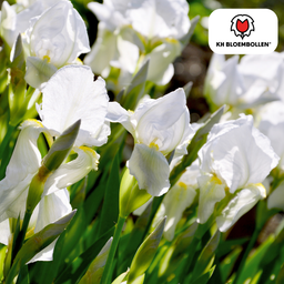 Kh bloembollen Iris Alaska 25 stuks (51419)