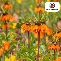 Kh bloembollen Fritillaria / Keizerskroon Garland Star 5 stuks (51407)