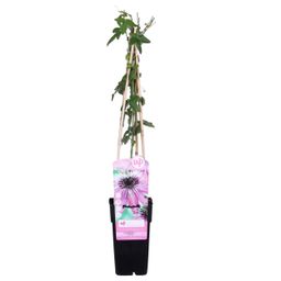 Hoogeveen Passiflora Paars 'Purple Haze' (8712815205700)
