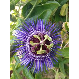 Hoogeveen Passiflora Paars 'Purple Haze' (8712815205700)