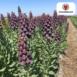 Kh bloembollen Fritillaria / Keizerskroon Purple Favorite 5 stuks (51403)