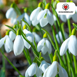 Kh bloembollen Sneeuwklokjes 30 stuks (51411)