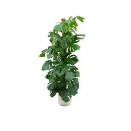 Combi deal - Monstera Pertusum XL inclusief elho Jazz Round wit Ø26 - 150 cm (8721055698364)