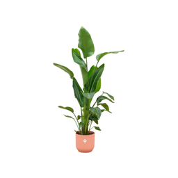Combi deal - Strelitzia Nicolai inclusief elho Vibes Fold Round roze Ø30 - 160 cm (8721055697541)