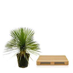 Yucca Rostrata op stam - 70 cm - Ø27 (8721055697237)