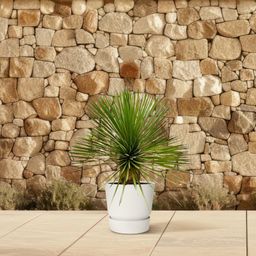 Yucca Rostrata op stam - 70 cm - Ø27 (8721055697237)