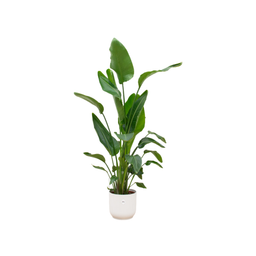 Combi deal - Strelitzia Nicolai inclusief elho Vibes Fold Round wit Ø30 - 160 cm (8721055697534)