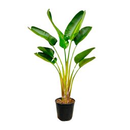 Strelitzia Augusta - 160 cm - Ø21-24cm (8721055697299)