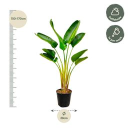 Strelitzia Augusta - 160 cm - Ø21-24cm (8721055697299)